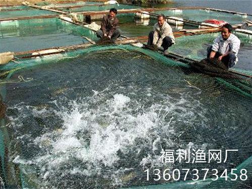 泥鳅养殖